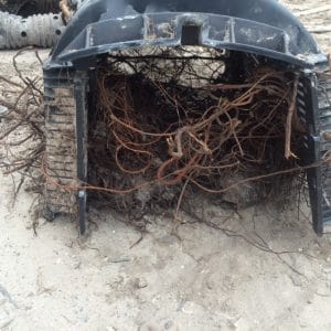 Septic System Roots