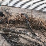roots in septic drainfield