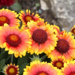 Septic-Safe Landscaping in Lee County: A Homeowner's Guide Blanket Flower (Gaillardia pulchella): Bright red and yellow flowers that attract butterflies.
