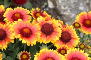 Septic-Safe Landscaping in Lee County: A Homeowner's Guide Blanket Flower (Gaillardia pulchella): Bright red and yellow flowers that attract butterflies.
