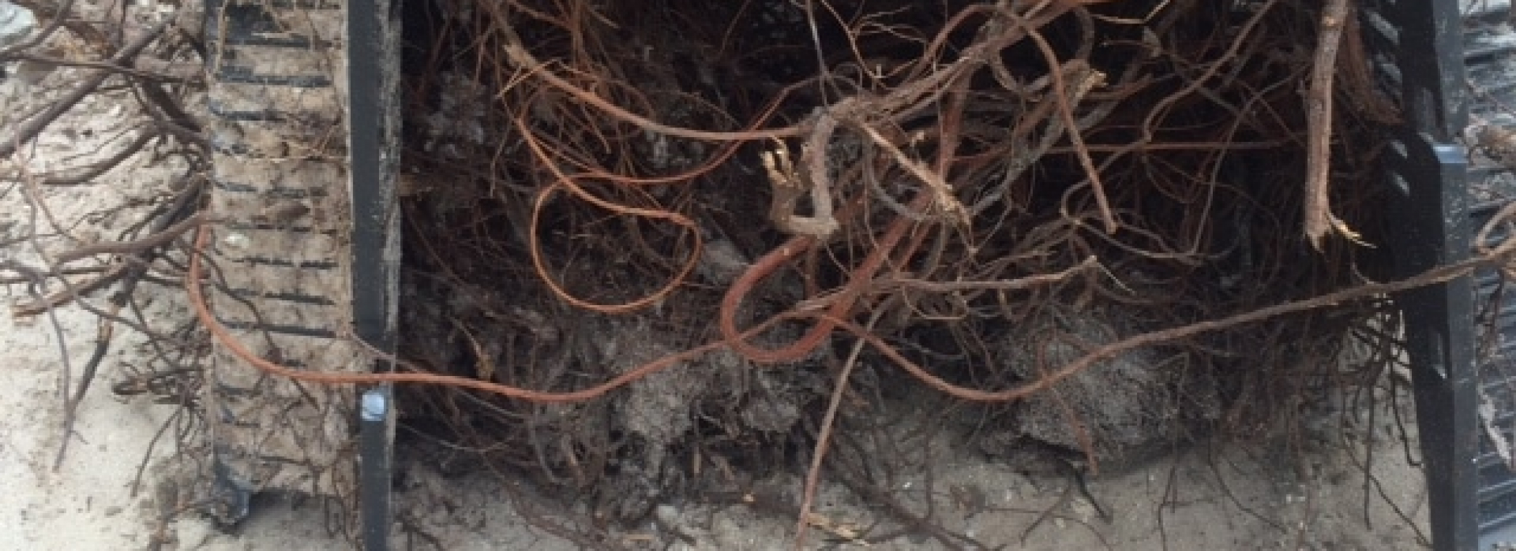 Septic System Roots • Martin Septic Service