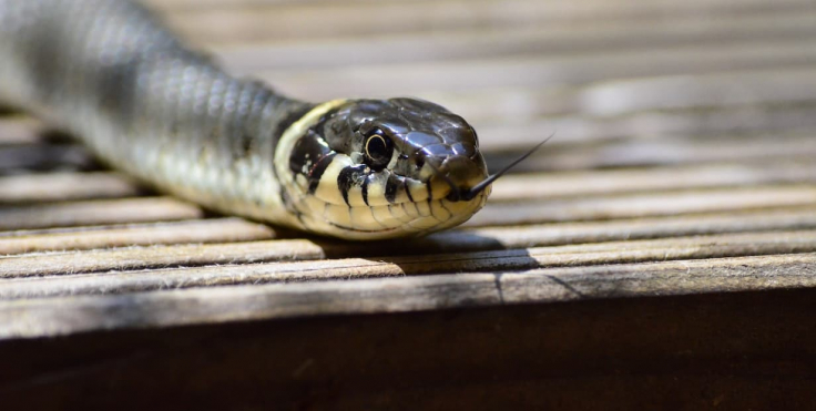 Can Snakes Get in Your Toilet From the Drain?